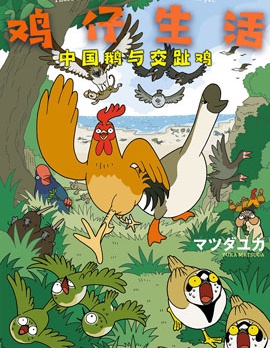 鸡仔生活